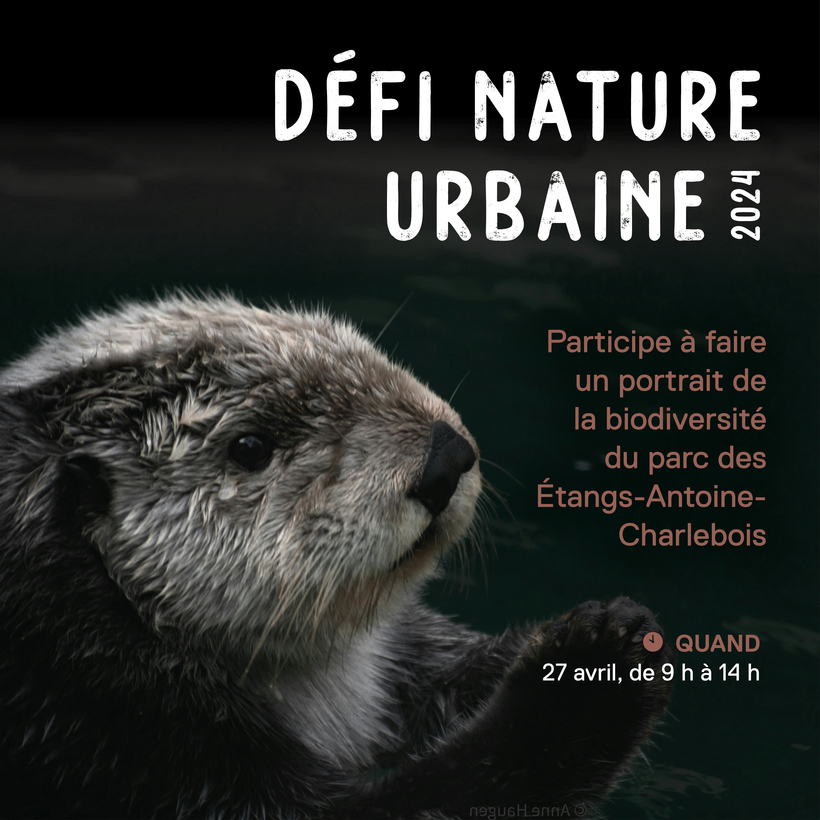 Défi nature urbaine 