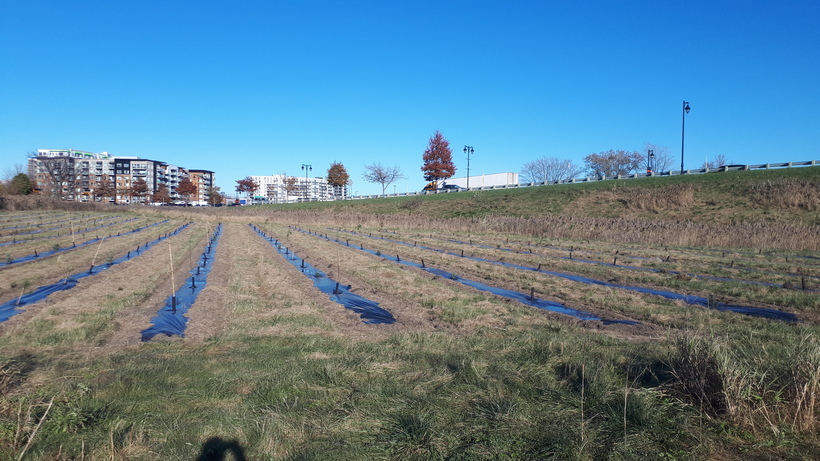 La Ville de Sainte-Julie ajoute 350 arbres à son inventaire